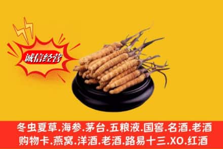 平顶山市石龙名酒回收冬虫夏草.jpg